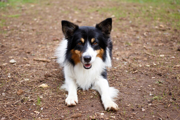 border collie