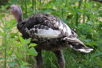 Turkey Walking In The Grass, Fort Edmonton Park, Edmonton, Alberta