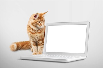 Cute domestic cat and a open laptop