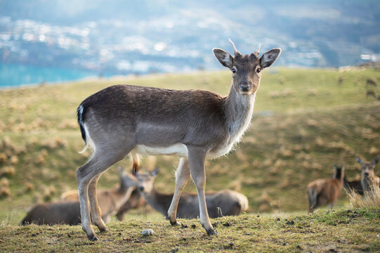 The Fawn