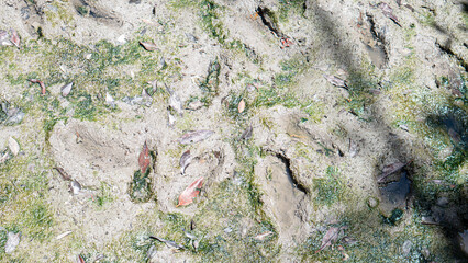 Above view of ground. Wet surface has lichen and footprints.