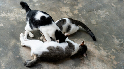 Kitten ducks its head to drink water from its mother. Animals living and sleeping on cement surfaces in the house.