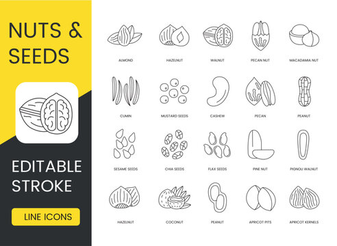 Set of line icon in vector hazelnut and almond seeds and nuts, walnut and pecan nut, cumin and macadamia, cashew and mustard seeds, peanut and pecan, chia and sesame, pine and flax, editable stroke