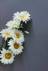 Obraz premium Chamomile daisy flowers bouquet on gray background top view with copy space. Minimalist floral card.Fine art aesthetic poster.