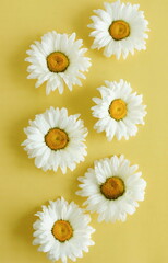 Fototapeta premium Chamomile daisy flowers pattern on yellow background top view . floral card.Fine art aesthetic poster.