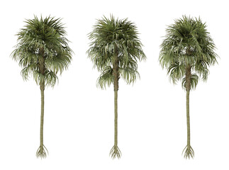 Cryosophila warscewiczii palm tree on transparent background, png plant, 3d render illustration.