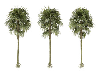 Obraz premium Cryosophila warscewiczii palm tree on transparent background, png plant, 3d render illustration.