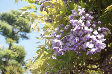 藤の花