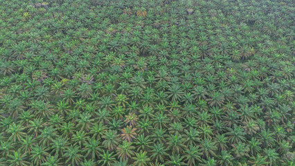 Aerial view of vast oil palm plantations in Indonesia