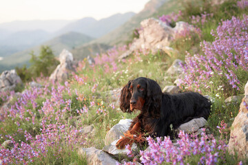 dog in pink flowers outdoors in Mountains. Gordon setter in nature on the rock 