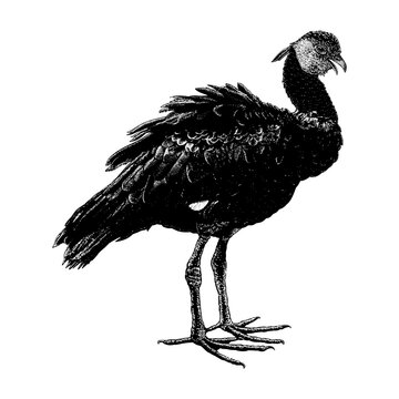 Northern Screamer hand drawing vector isolated on background.