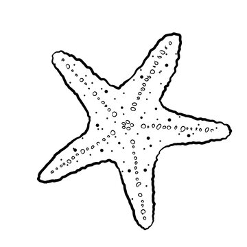 starfish handdrawn illustration
