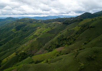 Green Rice Field with Mountains Background