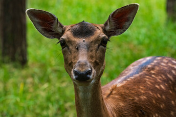 Portrait einer neugierigen Hirschkuh