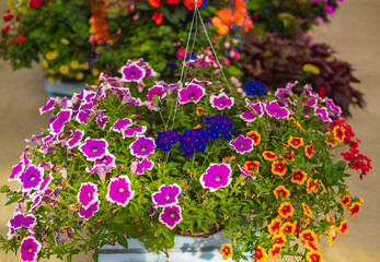 Baskets of hanging petunia flowers outdoor. Purple and pink petunias in a hanging basket. Pots of calibrachoa flowers