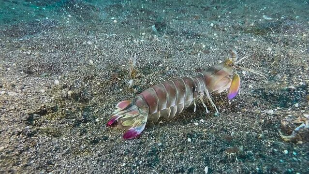 Pink-eared mantis shrimps moving slowly over dark sandy seabed with some rubble. turns around exposing its beautiful tails with pink extensions.