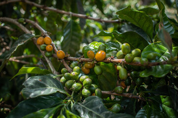 Ripe coffee seeds of green and orange in a tree at the plantation in high altitude of Panama, where different types of coffee such as geisha, caturra and arabica are produced.