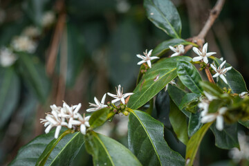 Ripe coffee seeds and white flowers in a tree at the plantation in high altitude of Panama, where different types of coffee such as geisha, caturra and arabica are produced. - obrazy, fototapety, plakaty
