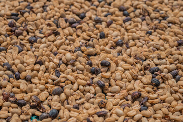 Drying coffee seeds on a plantation under the hot sun and high altitude. Drying ripe coffee geisha, arabica and caturra seeds. Multitude of seeds.