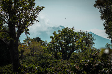 Coffee trees at the plantation in high altitude of Panama, where different types of coffee such as geisha, caturra and arabica are produced.