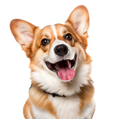 Happy Corgi isolated on white background. Transparent background