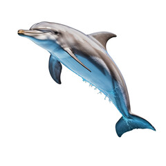 Leaping Dolphin isolated on white background.  Transparent background