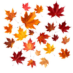 Maple Leaves isolated on white background. Transparent background