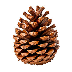 Pine Cone isolated on white background. Transparent background