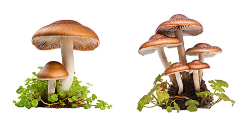 Mushroom isolated on white background. Transparent background