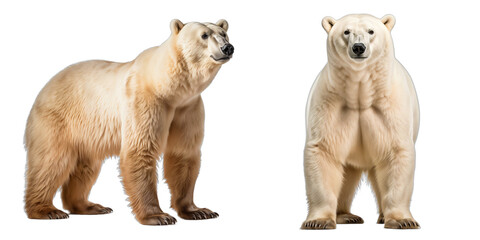 Polar Bear isolated on white background.  Transparent background