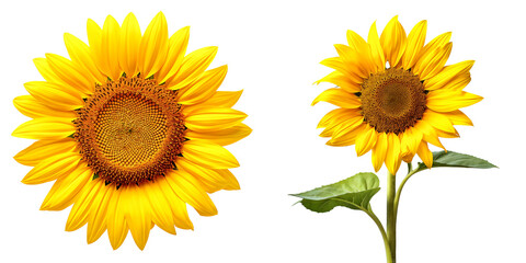 Sunflower isolated on white background. Transparent background