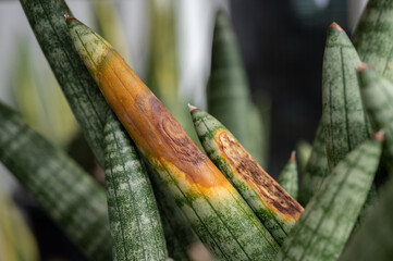 A part of Sansevieria cylindrica plant getting rot. Rot may be caused by poorly drained or...