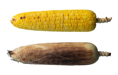 Corn grilled, yellow corn grilled on white background