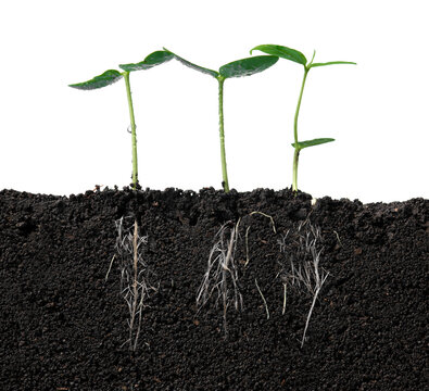 Growing plant with underground root visible in soil on white background,Fresh green soybean plants