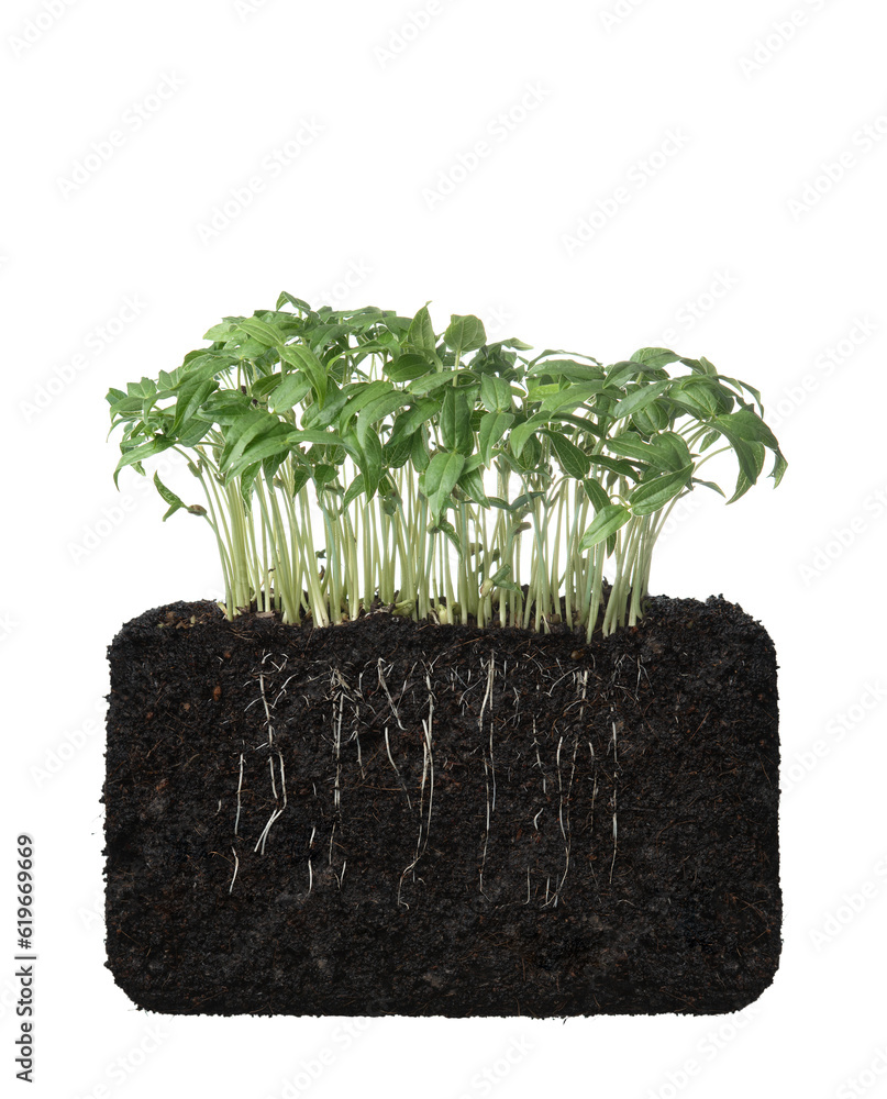 Sticker Growing plant with underground root visible in soil on white background,Fresh green soybean plants