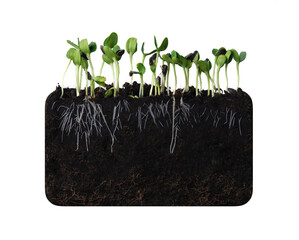 Growing plant with underground root visible in soil on white background,sunflower sprout