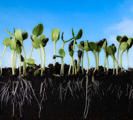 Growing plant with underground root visible in soil and sky nature background,sunflower sprout
