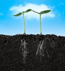 Growing plant with underground root visible in soil