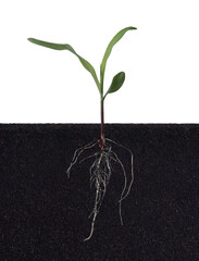 Growing plant with underground root visible in soil on white background,sprouts of corn © showcake