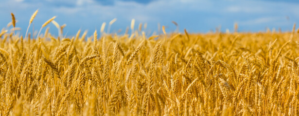 closeup summer wheat field, summer agricultural industry scene