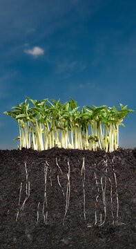 Growing plant with underground root visible in soil and sky nature background,Fresh green soybean plants