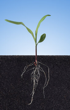 Growing plant with underground root visible in soil on blue background,sprouts of corn
