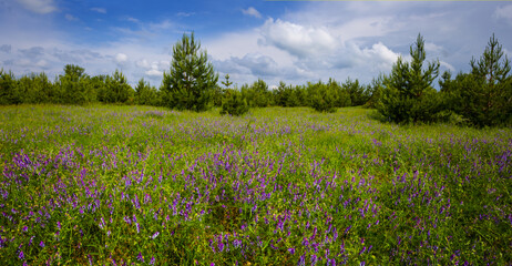 wide summer prairie with wild flowers