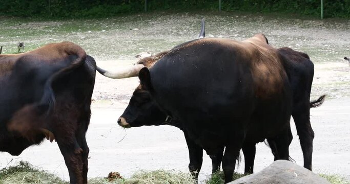 Heck cattle, Bos primigenius taurus, claimed to resemble the extinct aurochs. Domestic highland cattle