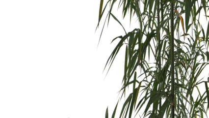 bamboo and bamboo leaves on side of frame