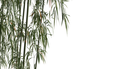 bamboo and bamboo leaves on side of frame