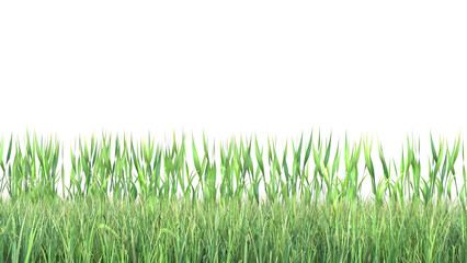 Fototapeta premium green grass