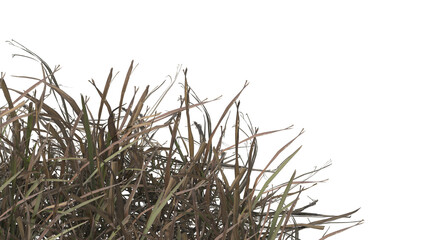 Dried Grass isolated