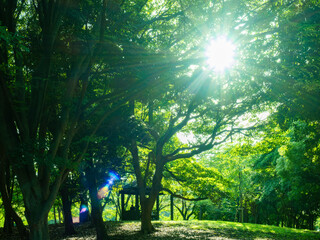 Fototapeta na wymiar 緑あふれる辰巳の森緑道公園　清々しい！