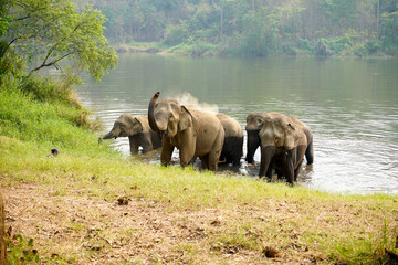Naklejka na ściany i meble Herd or group of Asian elephants bathing in the river of the forest in northern Thailand.